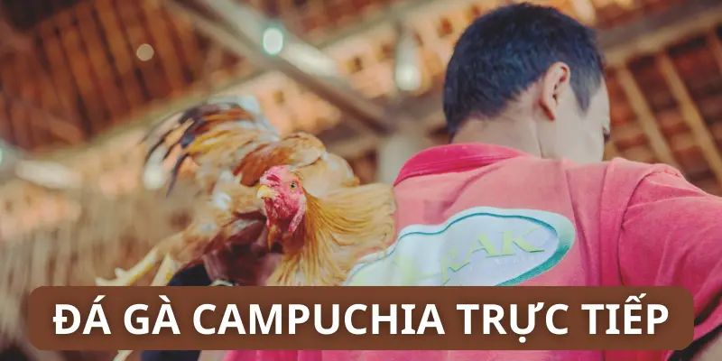 Đá gà campuchia trực tiếp ảnh đại diện