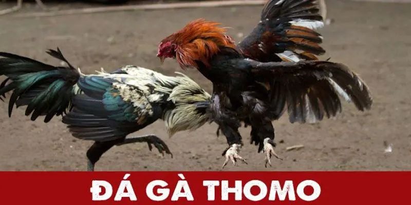 Đá gà thomo ảnh đại diện