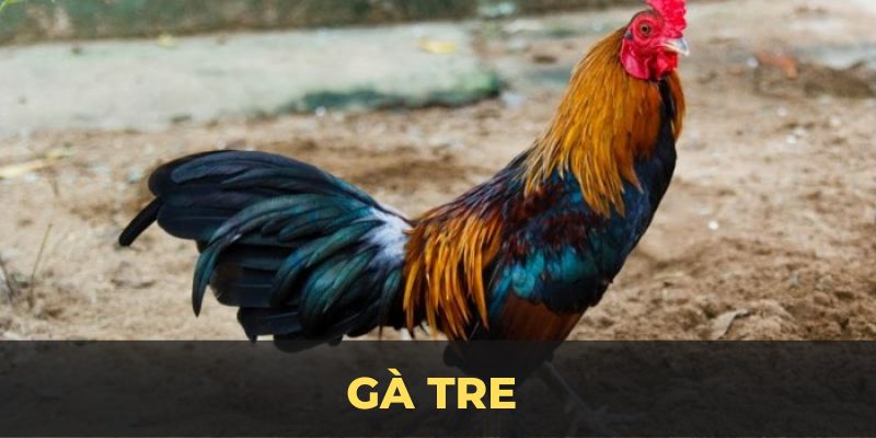 Gà tre ảnh đại diện