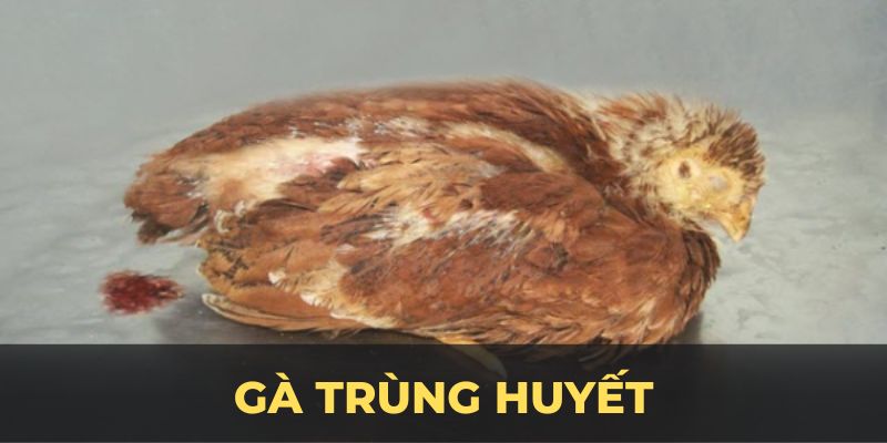 Ảnh đại diện gà trùng huyết