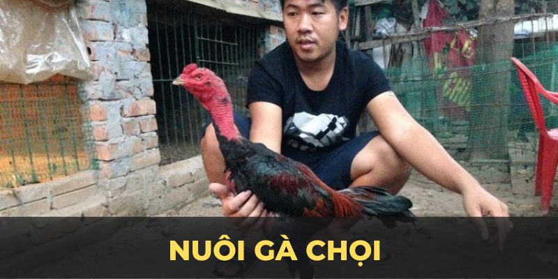 Nuôi gà chọi ảnh đại diện