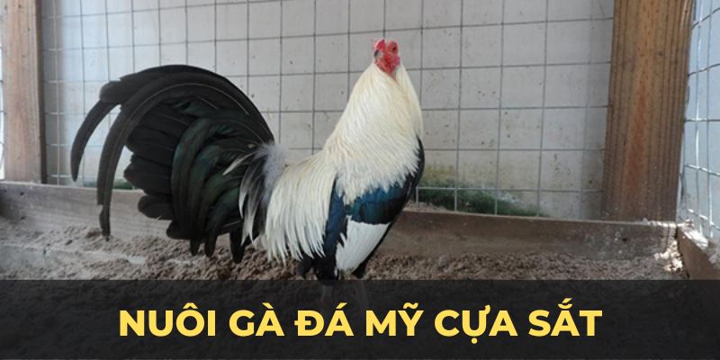 Nuôi đá gà mỹ cựa sắt ảnh đại diện